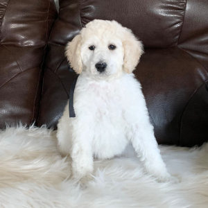 Poodle Puppy Winter