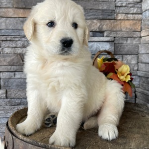 Golden Retriever Puppy Rylan