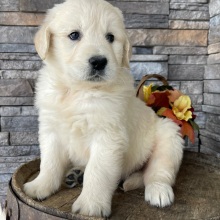 Golden Retriever Puppy Rylan