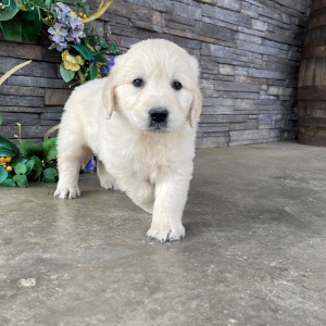 Golden Retriever Puppy Rylan