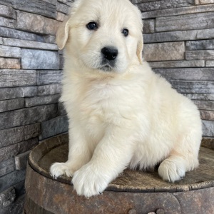 Golden Retriever Puppy Rylan