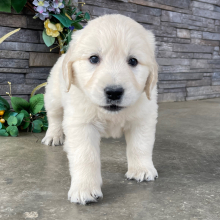 Golden Retriever Puppy Rylan