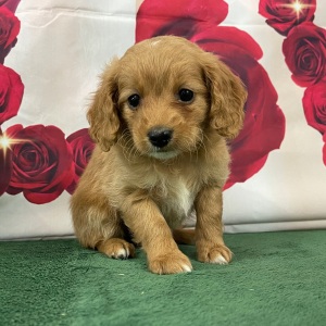 Goldendoodle Puppy Shaya