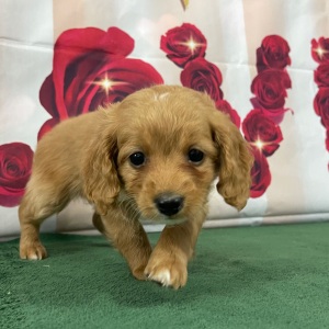 Goldendoodle Puppy Shaya