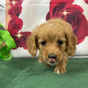 Goldendoodle Puppy Shaya