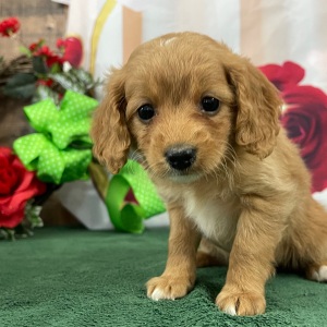 Goldendoodle Puppy Shaya