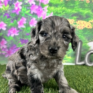 Goldendoodle Puppy Alana
