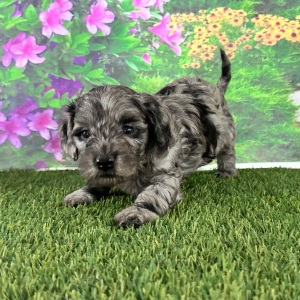 Goldendoodle Puppy Alana