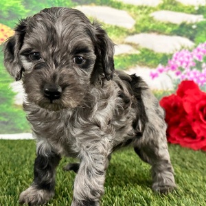 Goldendoodle Puppy Alana