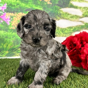 Goldendoodle Puppy Alana