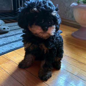 Poodle Puppy Penny