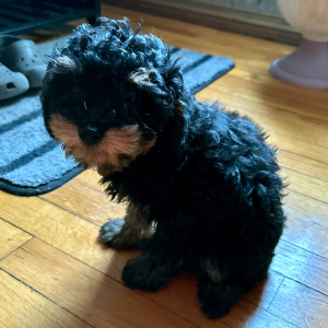 Poodle Puppy Penny