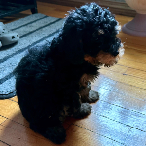 Poodle Puppy Penny