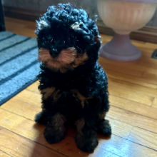 Poodle Puppy Penny