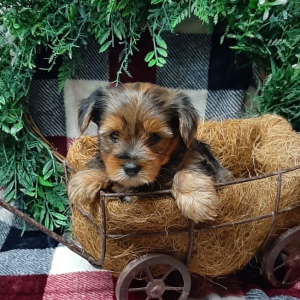 Yorkshire Terrier Puppy Cleo