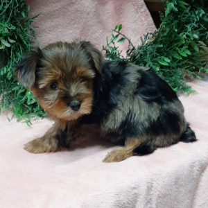 Yorkshire Terrier Puppy Cleo