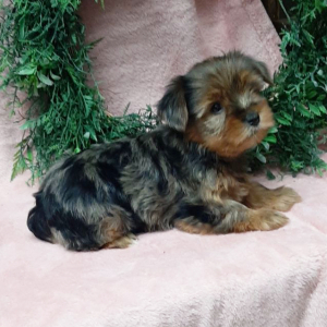 Yorkshire Terrier Puppy Cleo