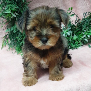 Yorkshire Terrier Puppy Cleo