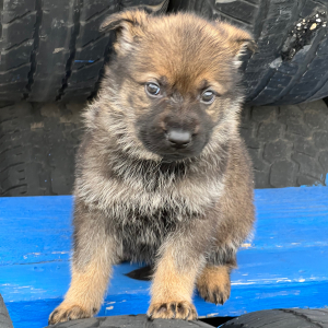 German Shepherd Dog Puppy Wrangler