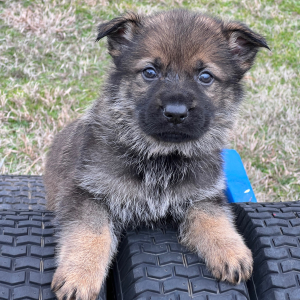 German Shepherd Dog Puppy Wrangler