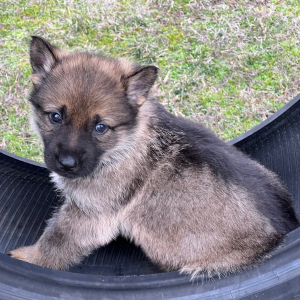 German Shepherd Dog Puppy Wrangler