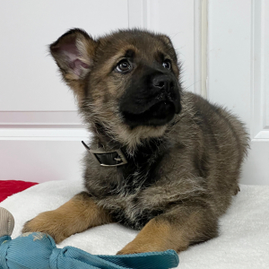 German Shepherd Dog Puppy Wrangler