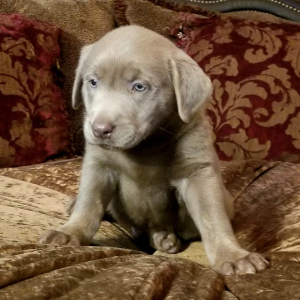 Labrador Retriever Puppy Bullet
