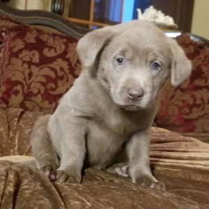 Labrador Retriever Puppy Bullet