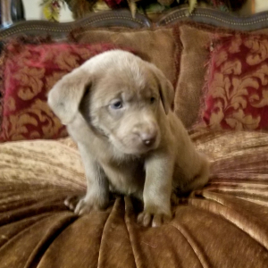Labrador Retriever Puppy Bullet