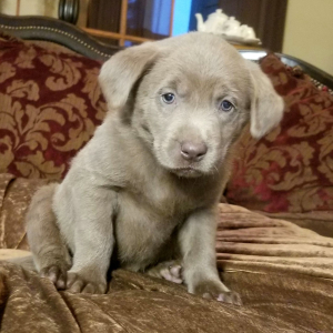 Labrador Retriever Puppy Bullet