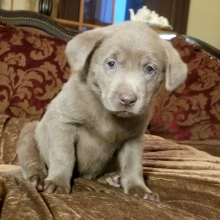 Labrador Retriever Puppy Bullet