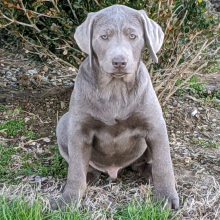 Labrador Retriever Puppy Bullet
