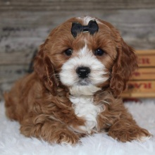 Cockapoo Puppy Jessica