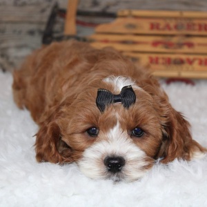 Cockapoo Puppy Jessica