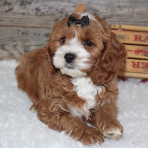 Cockapoo Puppy Jessica