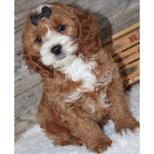 Cockapoo Puppy Jessica