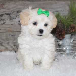 Shihpoo Puppy LeAnn