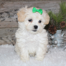 Shihpoo Puppy LeAnn