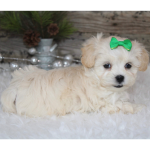 Shihpoo Puppy LeAnn