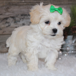 Shihpoo Puppy LeAnn
