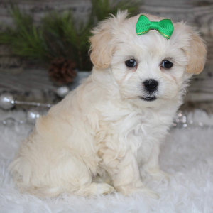 Shihpoo Puppy LeAnn