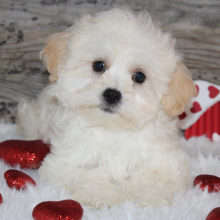 Shihpoo Puppy LeAnn
