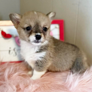 Pembroke Welsh Corgi Puppy CeCe