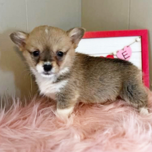 Pembroke Welsh Corgi Puppy CeCe