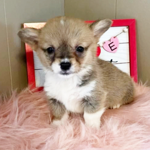 Pembroke Welsh Corgi Puppy CeCe