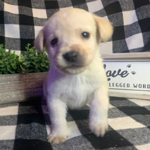 Labrador Retriever Puppy Ted