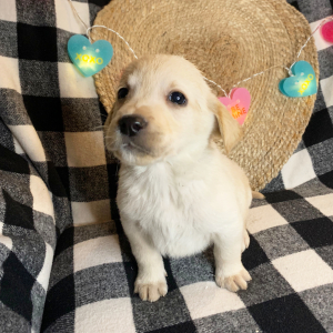 Labrador Retriever Puppy Ted