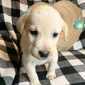 Labrador Retriever Puppy Ted