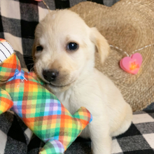 Labrador Retriever Puppy Ted