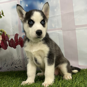 Siberian Husky Puppy Violet